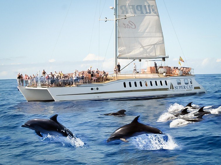 dolphin catamaran boat gran canaria